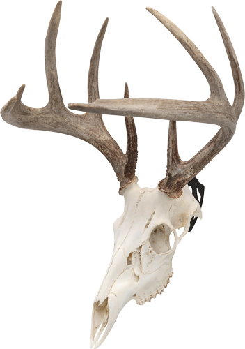 Allen Ez Mount Skull Peg 3-Pack for Deer & Antelope